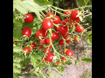 Томат Преподобный Майкл Кейес (Reverend Michael Keyes)