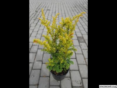 Тис ягодный Элегантиссима - Elegantissima