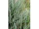 Полынь таврическая (Artemisia taurica), трава, Крым (10 мл) - 100% натуральное эфирное масло