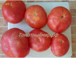 Томат Гном Арктическая Роза, Dwarf Arctic Rose
