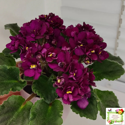 Jolly Fire (H.Pittman) (9715) 01/15/2007