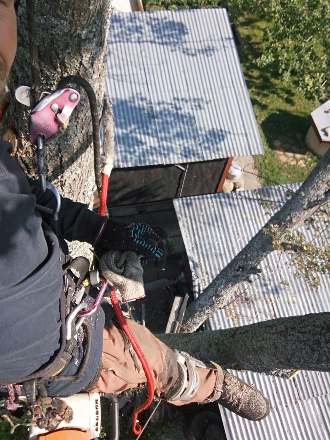 Вырубка ясеня по частям в д. Солнцев берег Лужского района