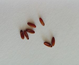 семена пеларгонии
