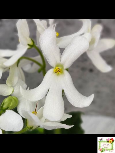 Lunar Lily white (Лунэ Лили уайт) (селекционер неизвестен)