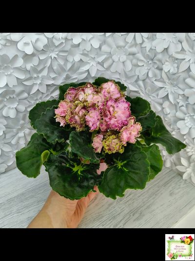 ЛЕ-Медуница (Е. Лебецкая) 2020 г.