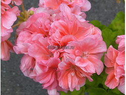 Пеларгония Pippa