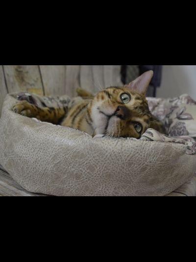 ДИВАН "ЛЮБИМЕЦ" 55х40x14 см