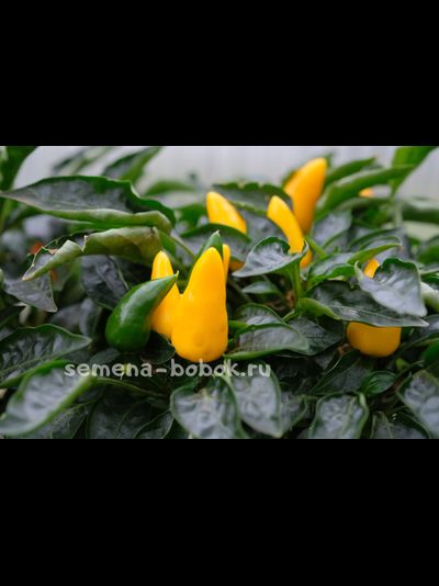 Перец острый Сальса Желтая (Salsa Yellow), 10 шт