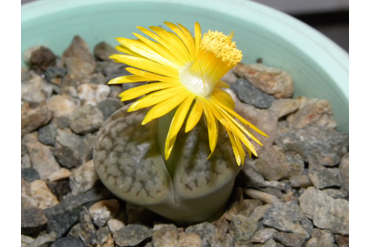 Lithops hookeri v. susannae C091
 