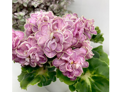 149) АВ- Варенье из лепестков Роз 22г (дет)