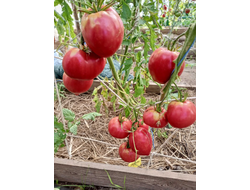 Томат Шурики