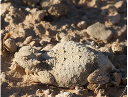 Круглохвостая жабовидная ящерица (Phrynosoma modestum)