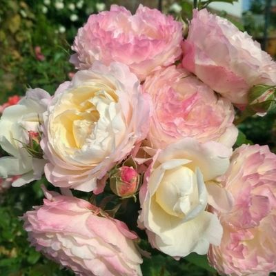 Имка Марина (Andre Brichet)