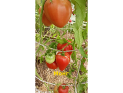 Томат Монг (Mong, США)