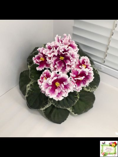 ВаТ-Агат Розовый (Т. Валькова) 2019 г.