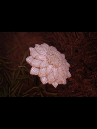 Перламутровое кольцо "Рассветный Цветок"