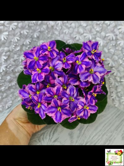 СГ-Каспер (И.Киселёва/С.Голубцова) химера