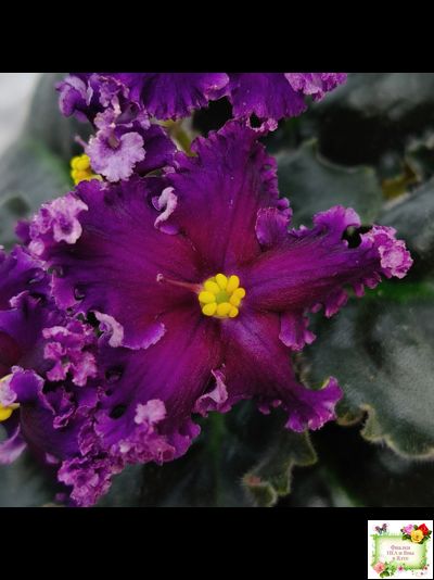 НК-Декамерон (Н.Козак) 2019 г.