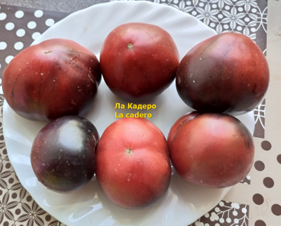 Томат Ла Кадеро (La Cadero)