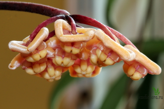 Hoya Kloppenburgii