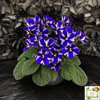 Concord (Horikoshi/Ozaki) (10/03/1992) химера (пасынок укоренённый)