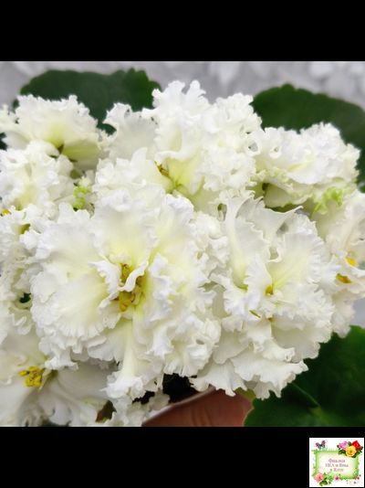 АВ-Легенда о Золотой Луне (Фиалковод) 2023 г.