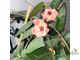Hoya Patella Pink