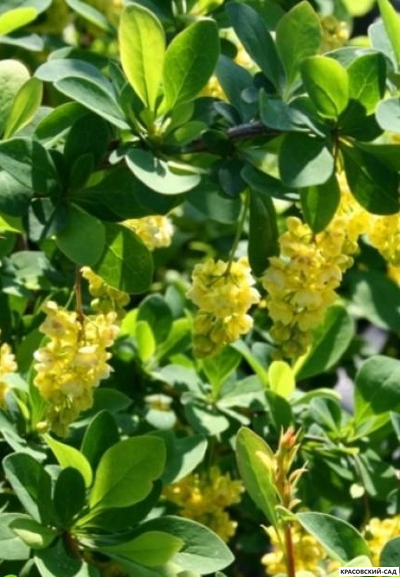 Барбарис Тунберга Indian Summer - фото кустарника - красовский-сад.рф