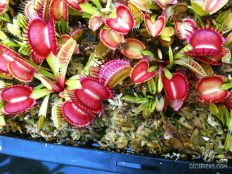 Dionaea muscipula Cross teeth