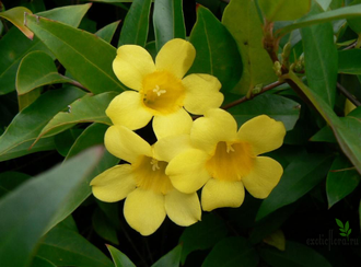 ГЕЛЬЗЕМИУМ КАРОЛИНСКИЙ ЖАСМИН / GELSEMIUM SEMPERVIRENS