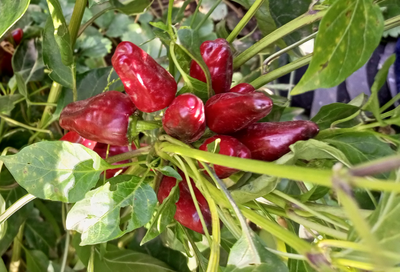 Перец острый Турецкий цветок (Turkish Flower)