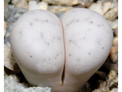 Lithops ruschiorum C241 (MG-1703.5) - 10 семян