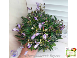 ЛЕ-Шотландский Вереск (Е. Лебецкая) мини трейлер