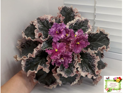 ВаТ-Калейдоскоп (Т. Валькова) 2015 г.