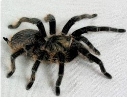 НАЗЕМНЫЕ ПАУКИ