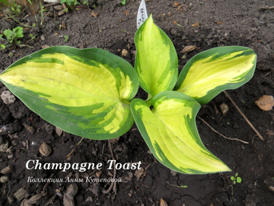Хоста Champagne Toast