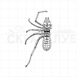 Штамп для скрапбукинга строение паука