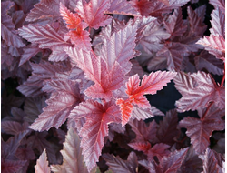 Пузыреплодник