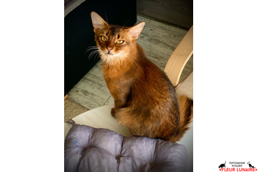 Исида, сомалийсккая кошка