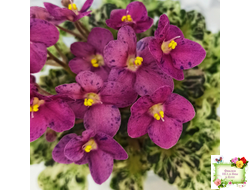 Mac's Pizzicato Paradise (G.McDonald) (лист укоренённый)