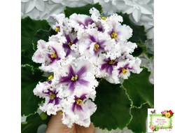 МТ-Сладкая Фантазия химерный спорт