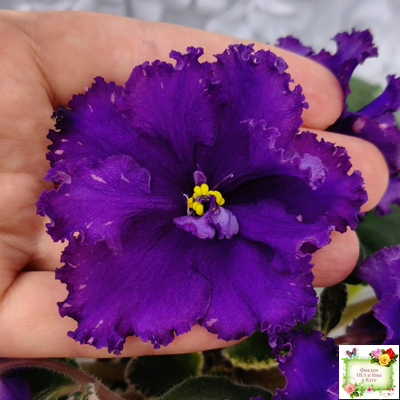 РМ-Черный Оникс (Н. Скорнякова) 2023 г.