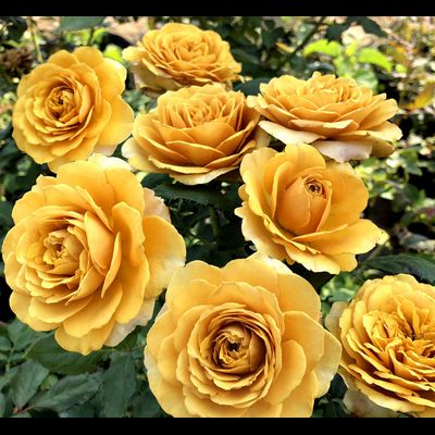 Пайн Дрим (Pine Dream) (Сосновая мечта)