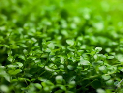 MICRANTHEMUM TWEEDIEI "MONTE CARLO"/ МИКРАНТЕМУМ "МОНТЕ КАРЛО" (меристемный)