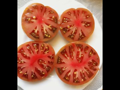 Томат гном Серый металлический пистолет (Gun Metal Grey)