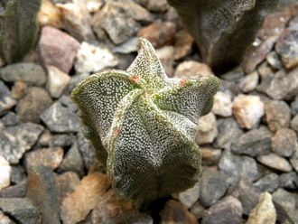 Astrophytum myriostigma v.strongylogonum (D=18mm H=35mm)