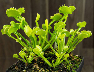 Dionaea muscipula "Werewolf"