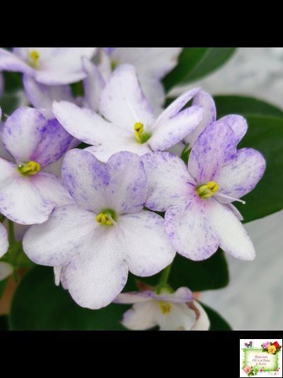 Белый Клоун (Е. и Я. Немчиновы) 2025 г. трейлер