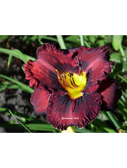 Лилейник Пурпллишиз