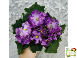 АВ-Пенная Вечеринка (Фиалковод) 2021 г.